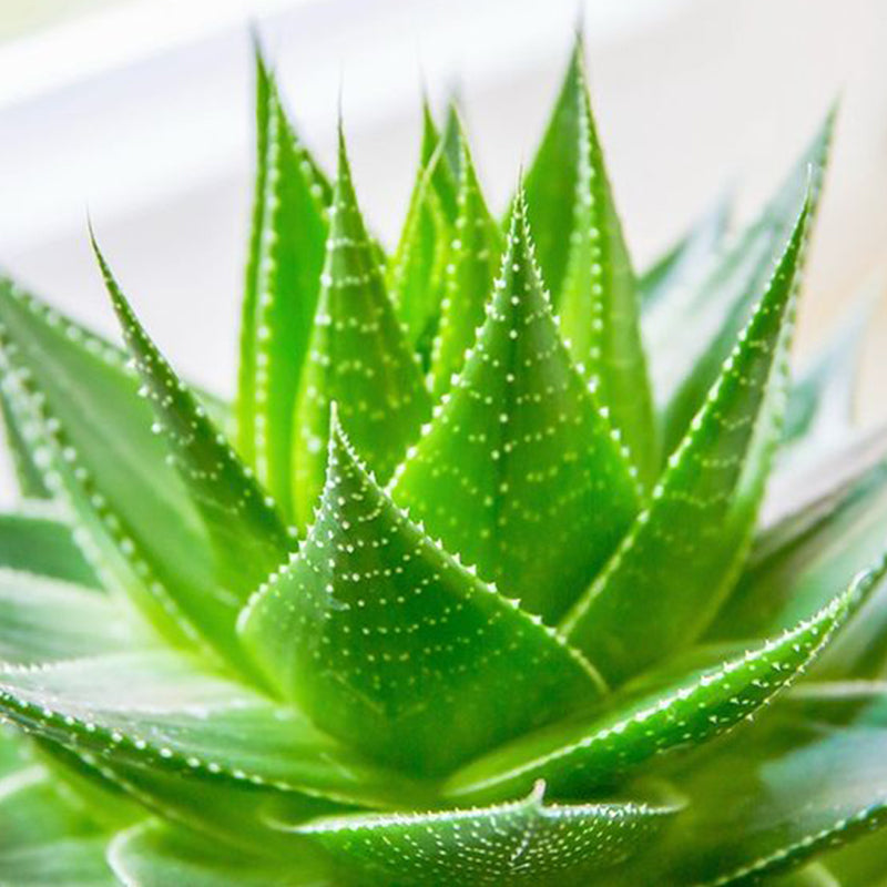 Why You Should Add Aloe Vera to Your Skincare Routine Today