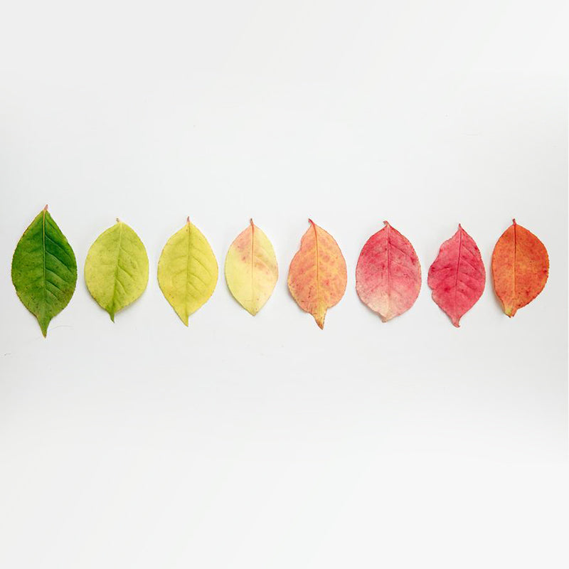 Fall Skin Care Rituals