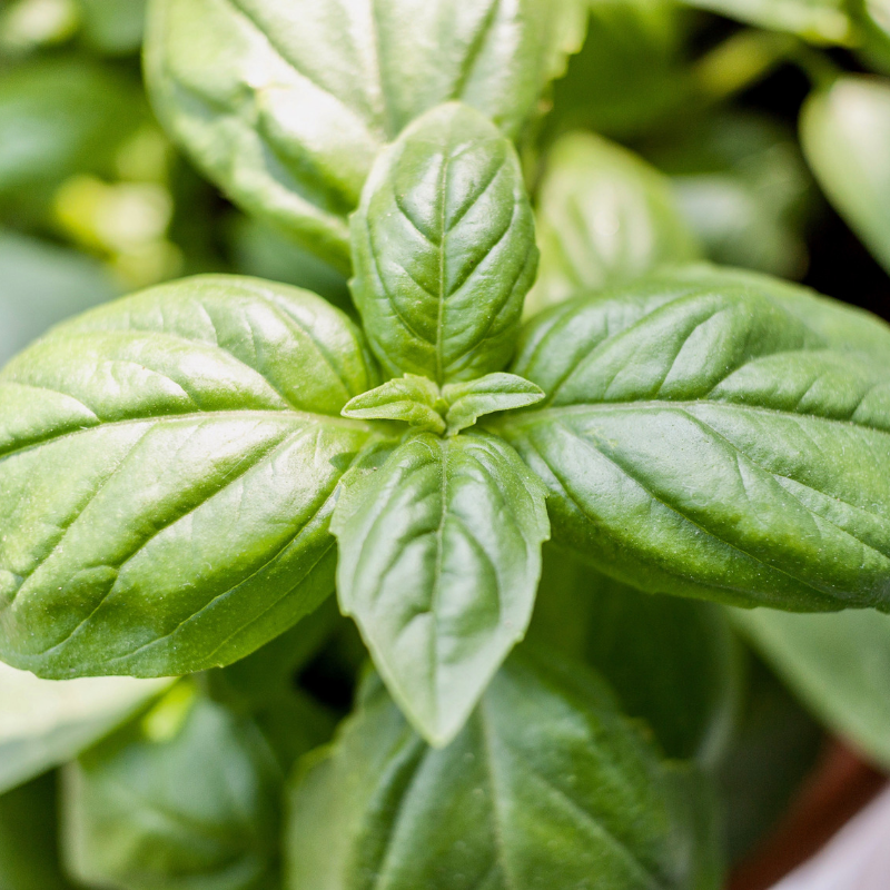 Everyone Should Be Able To Experience The Benefits Of Essential Oils