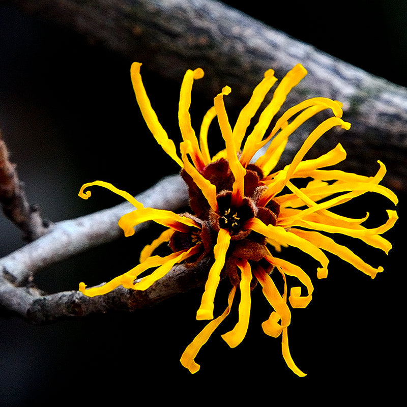 All About Witch Hazel: Embrace Elevated Botanical Bliss