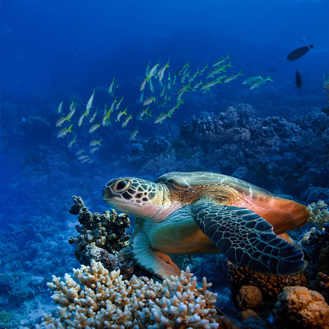 Is Your Sunscreen harming our Planet? Here’s How to Choose an Ocean-Safe Formula